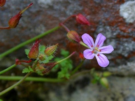 blumen knospen|10,000+ Free Blüten+Knospen & Nature Images